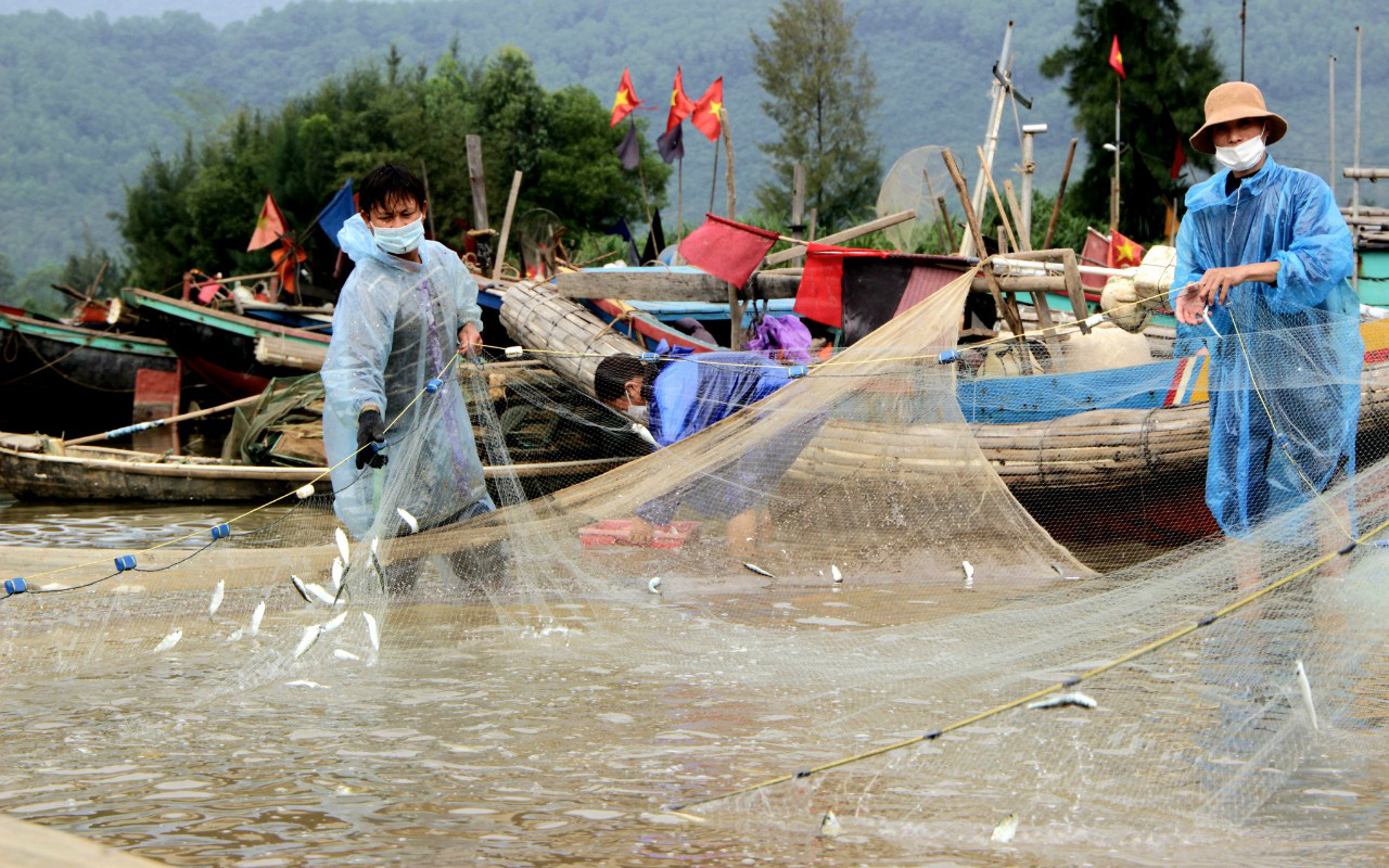 Ngư dân Hà Tĩnh trúng đậm cá trích, thu 5 - 10 triệu mỗi ngày