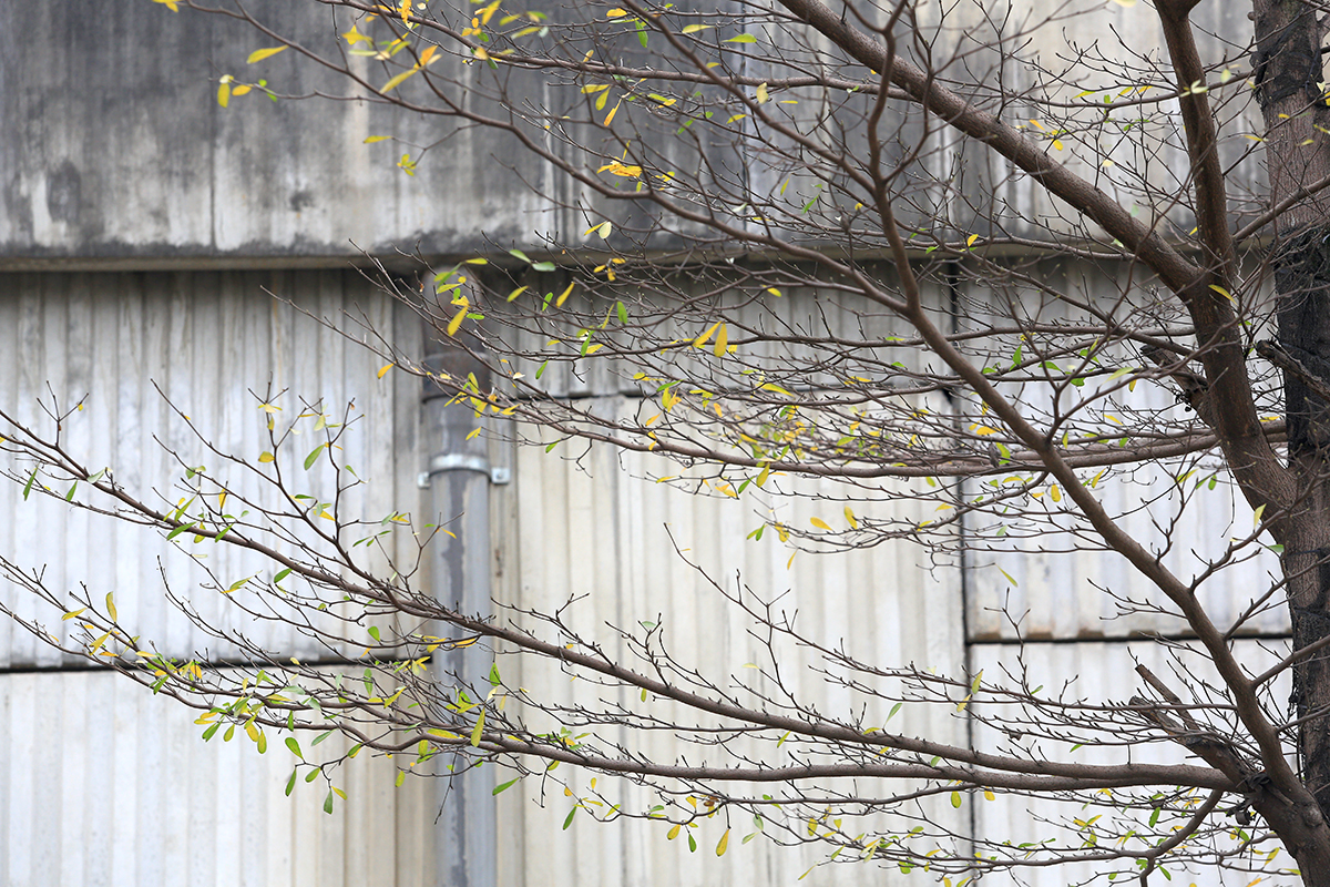 Hàng cây bàng lá nhỏ vào mùa thay lá bỗng trở thành &quot;studio&quot; ngoài trời với view cực chất - Ảnh 8.