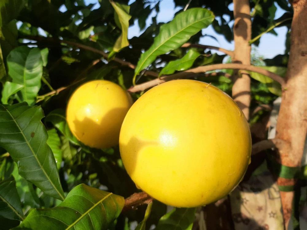 Vú sữa hoàng kim gần 200k/kg khiến chị em tò mò đặt mua tới tấp - Ảnh 3. Vú sữa hoàng kim gần 200k/kg khiến chị em tò mò đặt mua tới tấp - Ảnh 3.