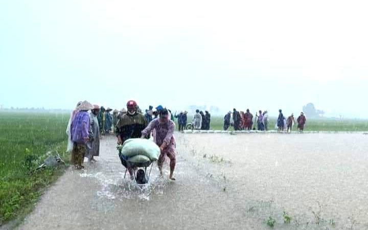 Ảnh: Mưa lũ bất thường, người dân dầm mưa mong "giải cứu" cứu hàng trăm ha lúa 