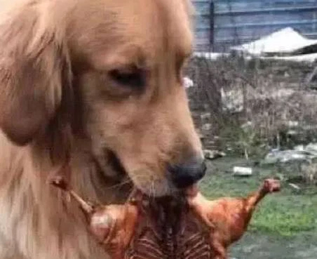 Bạn có biết rằng chó Golden rất thích ăn gà nướng không? Hãy xem bức ảnh này và cùng xem chú chó của chúng ta vui mừng khi được thưởng cho món ăn yêu thích của mình.