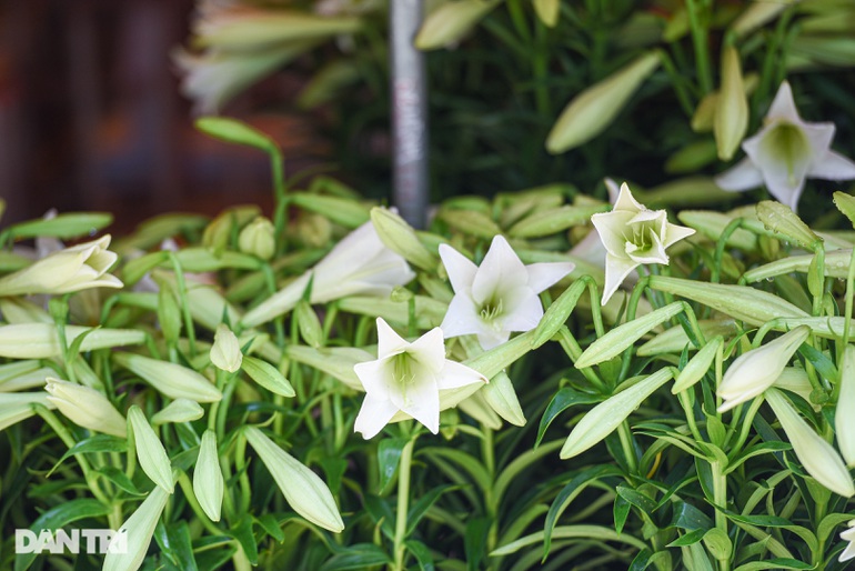 Chị em H&agrave; th&agrave;nh "chịu chơi", chi tiền triệu "săn ảnh" hoa loa k&egrave;n - Ảnh 2.