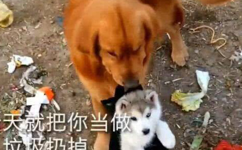 Hành động tình bạn của chó Husky, chó Golden trong bức ảnh này sẽ khiến bạn không thể nhịn cười! Xem hai chú chó đang làm trò trẻ con, tìm hiểu những quan hệ tình bạn giữa chúng sẽ là bài học vô cùng ý nghĩa. Hãy cùng nhìn nhận tình bạn đáng yêu này and cảm nhận món quà tuyệt vời mà chúng đem lại cho nhau và cho chúng ta.