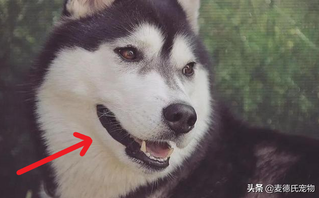 Hình nền Nền Phim Về Chó Husky Siberian Nền, Hình ảnh Của Một Con Husky,  Chú Chó, Khàn Khàn Background Vector để tải xuống miễn phí - Pngtree