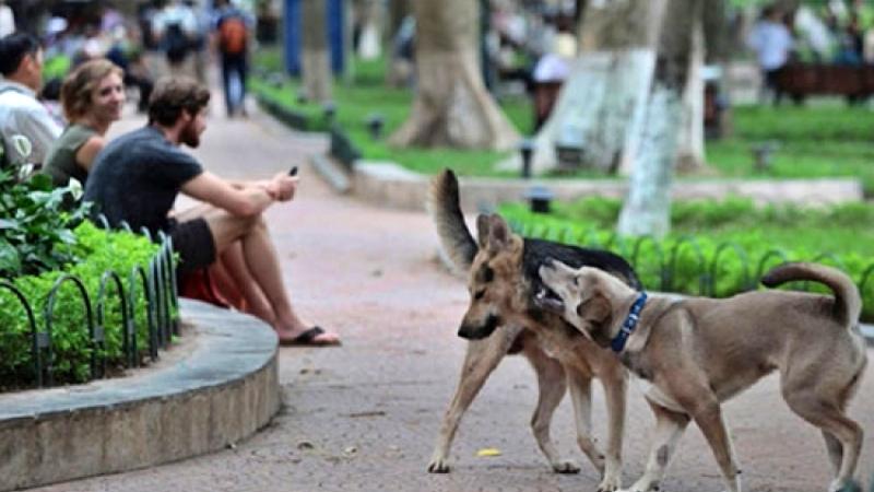 Chó nhà tôi không cắn đâu - câu nói vô trách nhiệm nhất - Ảnh 1.