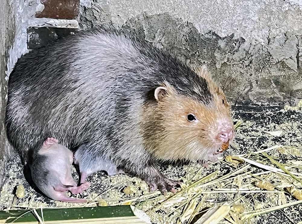 B&aacute;o VietnamNet - Ảnh 3.