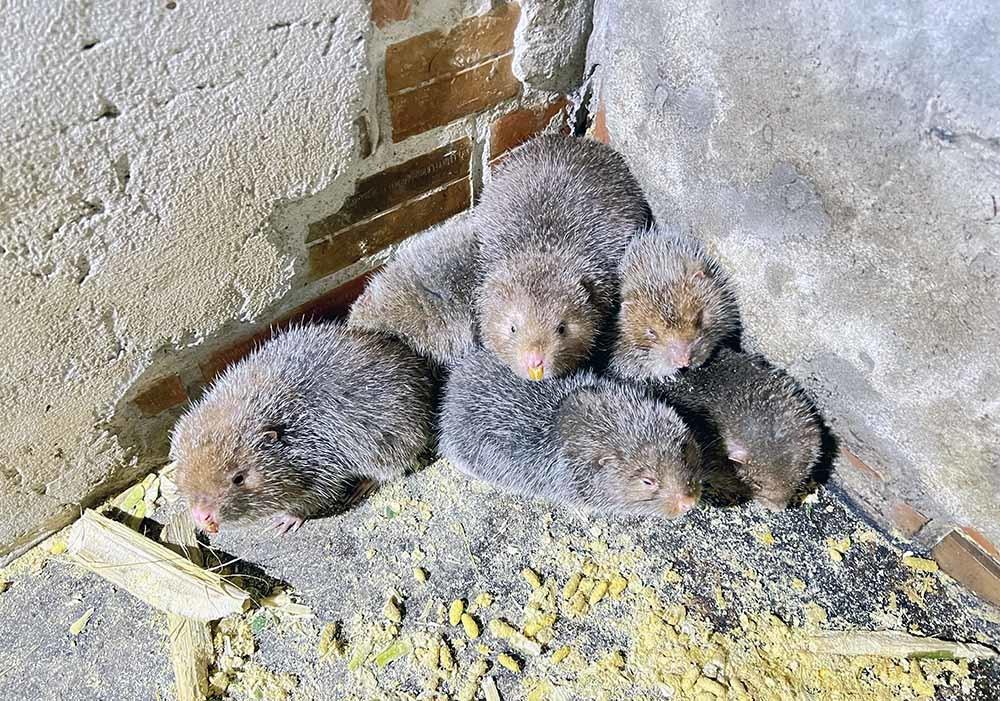 B&aacute;o VietnamNet - Ảnh 2.