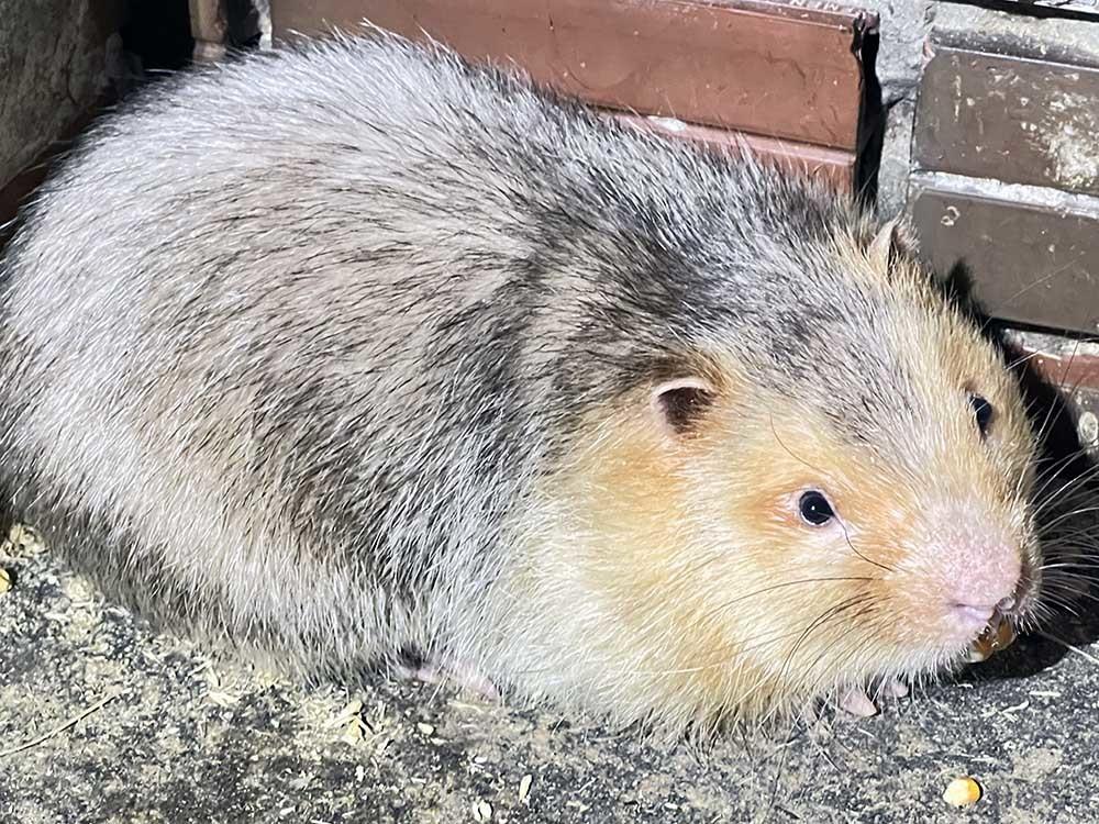 B&aacute;o VietnamNet - Ảnh 4.