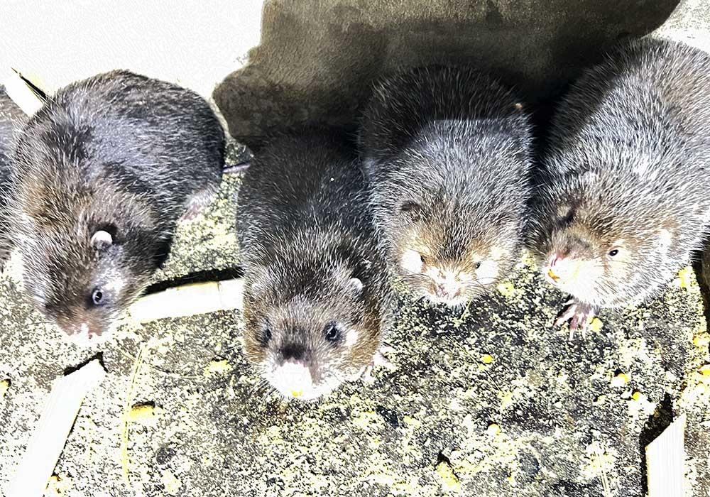 B&aacute;o VietnamNet - Ảnh 5.