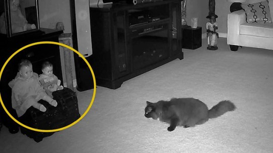 Xem lại camera an ninh, chủ rùng mình khi thấy hiện tượng lạ khiến mèo cưng chạy mất dép - Ảnh 2.