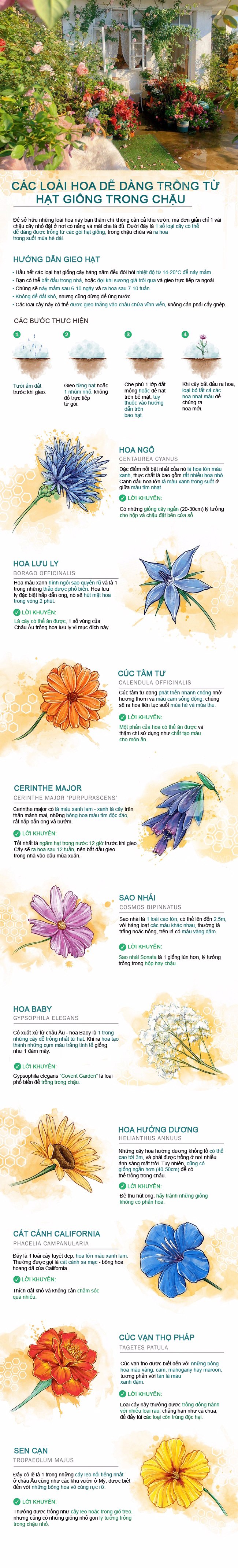 10 loại hoa cực dễ trồng từ hạt giống mang thêm hương sắc cho khu vườn nhỏ của bạn - Ảnh 1.