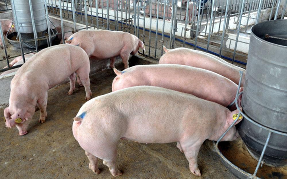 Thịt lợn tăng giá mạnh, tiến sát mốc 60.000 đồng/kg - Ảnh 2.