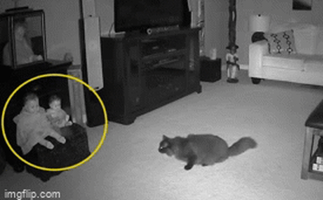 Xem lại camera an ninh, chủ rùng mình khi thấy hiện tượng lạ khiến mèo cưng chạy mất dép - Ảnh 3.