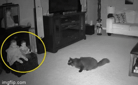 Xem lại camera an ninh, chủ rùng mình khi thấy hiện tượng lạ khiến mèo cưng &quot;chạy mất dép&quot; - Ảnh 1.