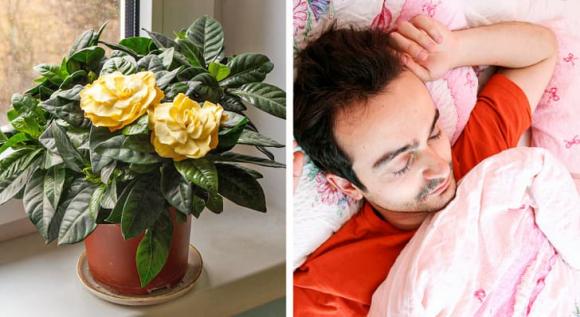 7 loại cây mà gia đình nào cũng nên trồng ở quanh nhà, không chỉ đẹp mà còn giúp cải thiện sức khỏe - Ảnh 1.