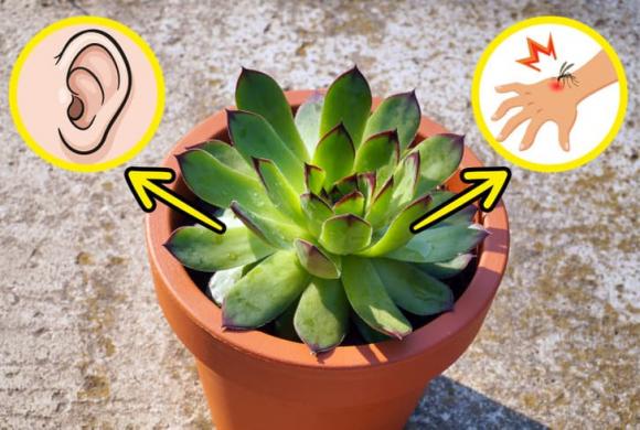 7 loại cây mà gia đình nào cũng nên trồng ở quanh nhà, không chỉ đẹp mà còn giúp cải thiện sức khỏe - Ảnh 3.