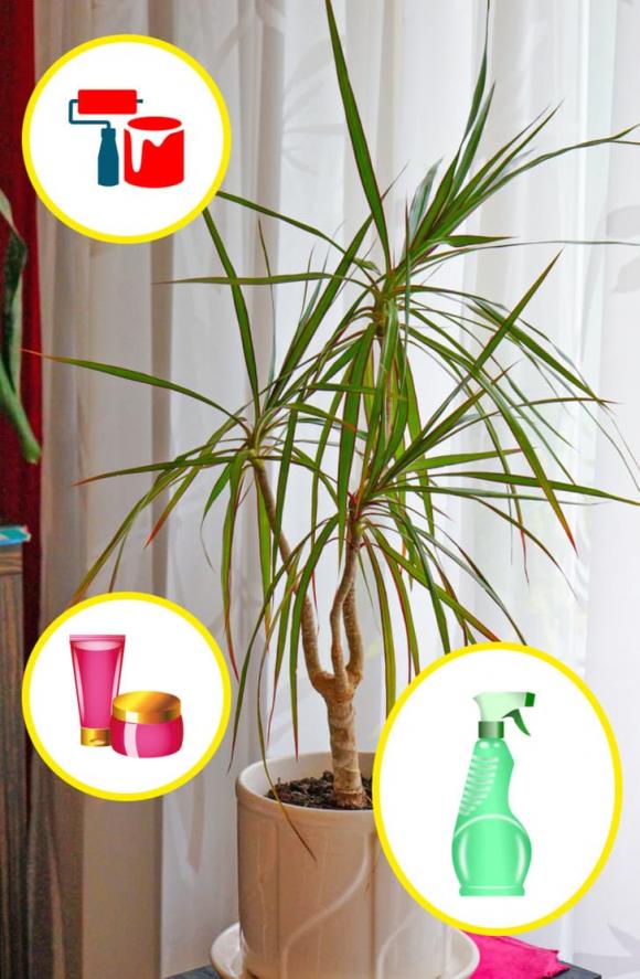 7 loại cây mà gia đình nào cũng nên trồng ở quanh nhà, không chỉ đẹp mà còn giúp cải thiện sức khỏe - Ảnh 4.