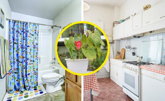 7 loại cây mà gia đình nào cũng nên trồng ở quanh nhà, không chỉ đẹp mà còn giúp cải thiện sức khỏe - Ảnh 7.