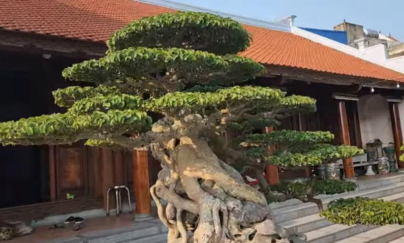 Một thanh niên trẻ bỏ 35 tỷ mua cây sanh cổ, dân mạng thốt lên "giá trị thật ở chỗ nào"? - Ảnh 1. Một thanh niên trẻ bỏ 35 tỷ mua cây sanh cổ, dân mạng thốt lên "giá trị thật ở chỗ nào"? - Ảnh 1.
