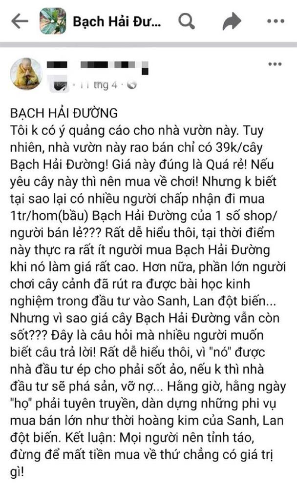 'Bạch Hải đường' ra giá 200 triệu, hạ xuống 30 triệu vẫn không ai hỏi mua - Ảnh 2.