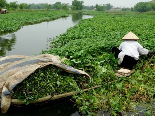 Rau muống nếu thấy dấu hiệu này nên bỏ đi chớ ăn mà rước họa vào người - Ảnh 2.