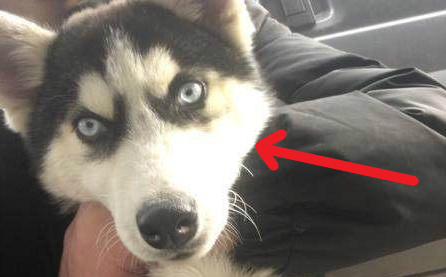 Chó Husky tha về nhà tờ 1 tờ tiền, chủ nhân vừa cầm lên thì đã vội đi báo cảnh sát - Ảnh 1.