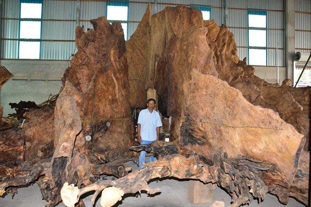 Có duyên mua cây khô cổ thụ giá 35 triệu, 8 năm sau có người trả 35 tỷ không thèm bán - Ảnh 4.