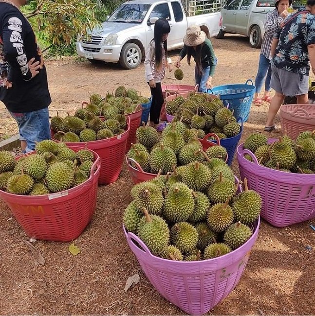 Sầu riêng tí hon Thái Lan đổ bộ chợ Việt, vựa trái cây bán ngày nửa tấn - Ảnh 4.