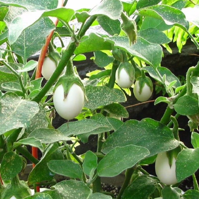 6 loại rau củ mà những người &quot;nông dân nhà phố&quot; không thể không trồng cho mùa xuân hè  - Ảnh 2.