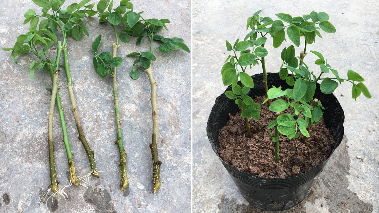6 loại rau củ mà những người &quot;nông dân nhà phố&quot; không thể không trồng cho mùa xuân hè  - Ảnh 6.