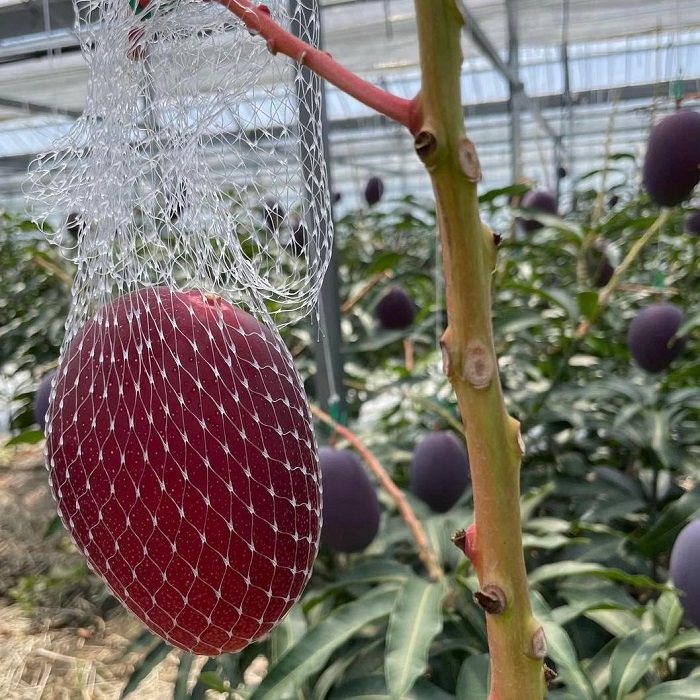 Hơn 2 triệu đồng/quả xo&agrave;i m&agrave;u đỏ, nh&agrave; gi&agrave;u Việt chi tiền &ldquo;ăn sang&rdquo; - Ảnh 7.