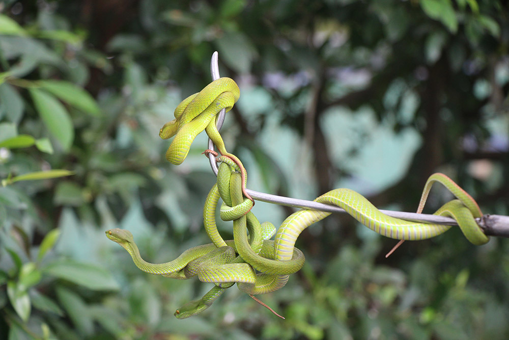 Hàng nghìn con rắn quấn dày đặc trên cây ở miền Tây - Ảnh 6.