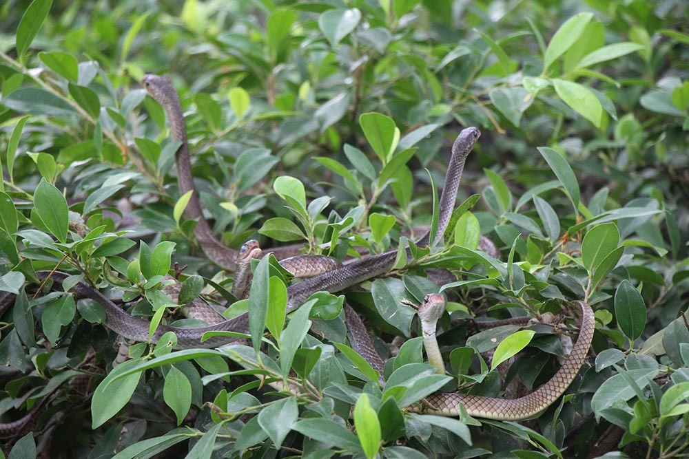 Hàng nghìn con rắn quấn dày đặc trên cây ở miền Tây - Ảnh 1.
