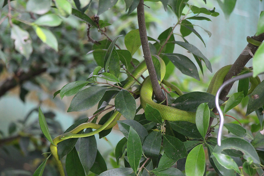 Hàng nghìn con rắn quấn dày đặc trên cây ở miền Tây - Ảnh 5.
