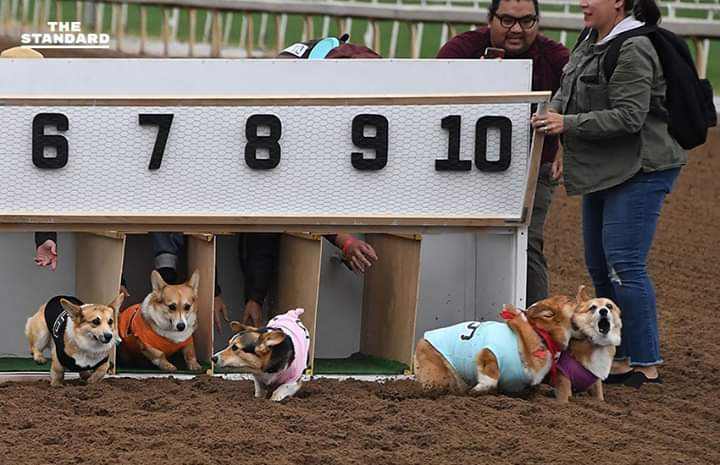 Cuộc đua chó corgi hài hước: Xem ngay những đoạn video về cuộc đua chó corgi vui nhộn này để được tận hưởng những giây phút thú vị cùng những chú corgi xinh xắn. Với tốc độ chậm rãi và tính cách cứng đầu, những chú chó corgi này sẽ khiến bạn không thể nhịn cười.