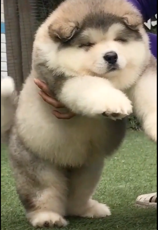 Chó Alaska béo phì - Bạn muốn xem một con chó Alaska đáng yêu, dễ thương và khác biệt? Hãy xem hình ảnh của \