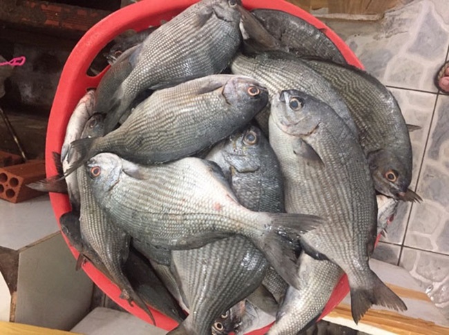 Loại cá nghe tên hết hồn nhưng là đặc sản nổi tiếng ở Quảng Ngãi, xưa giá rẻ bèo nay đắt đỏ, 200.000đồng/kg - Ảnh 1.