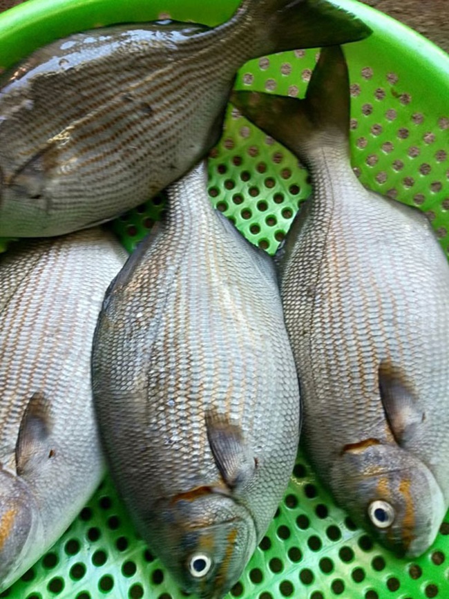 Loại cá nghe tên hết hồn nhưng là đặc sản nổi tiếng ở Quảng Ngãi, xưa giá rẻ bèo nay đắt đỏ, 200.000đồng/kg - Ảnh 2.