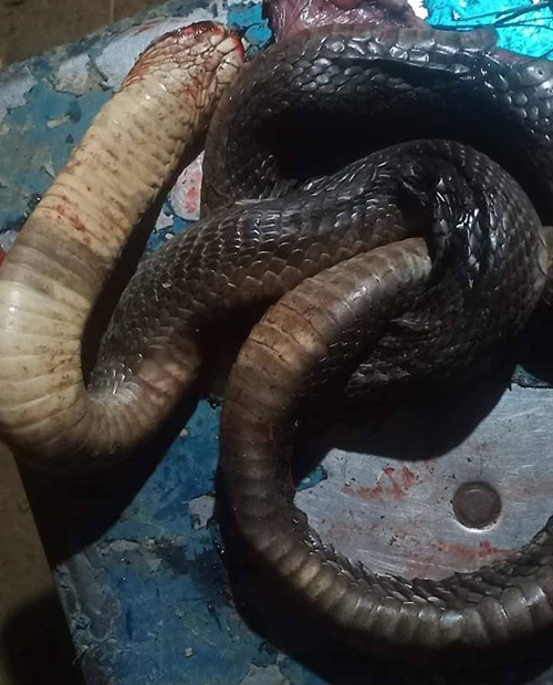 Người đ&agrave;n &ocirc;ng bị rắn hổ ph&igrave; kịch độc cắn tử vong - Ảnh 1.