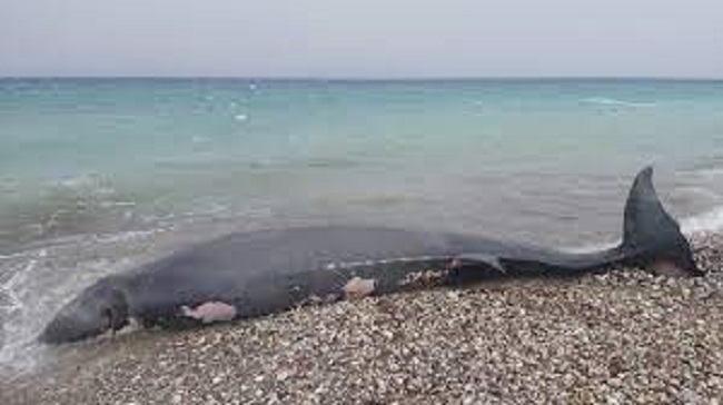 Cá voi mõm khoằm dạt vào bờ biển, mổ bụng phát hiện sự thật chua xót về cái chết đau đớn của con vật - Ảnh 1.