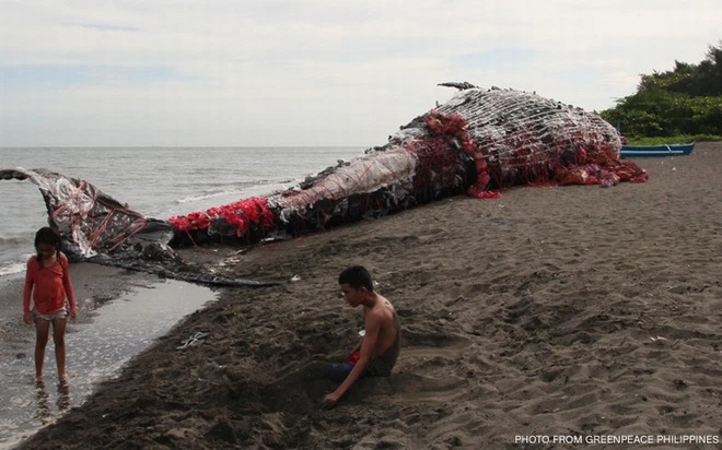 Cá voi mõm khoằm dạt vào bờ biển, mổ bụng phát hiện sự thật chua xót về cái chết đau đớn của con vật - Ảnh 3.