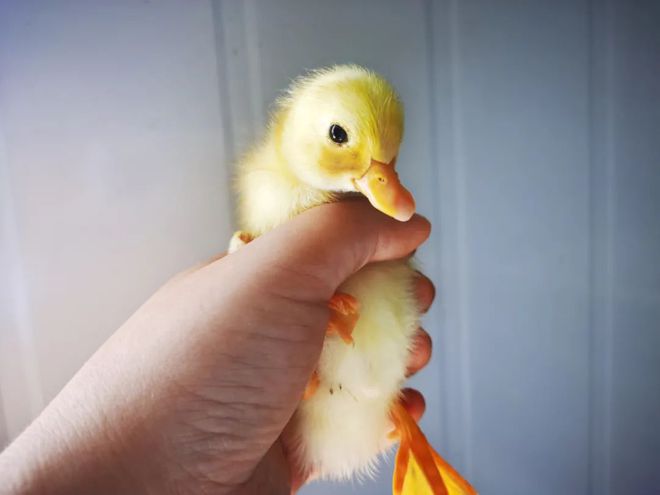 Trào lưu nuôi vịt gọi - Call Duck: Thú vui của &quot;đại gia&quot;, chấp nhận mùi hôi cùng tiếng kêu đinh tai nhức óc vì chúng quá dễ thương - Ảnh 8.