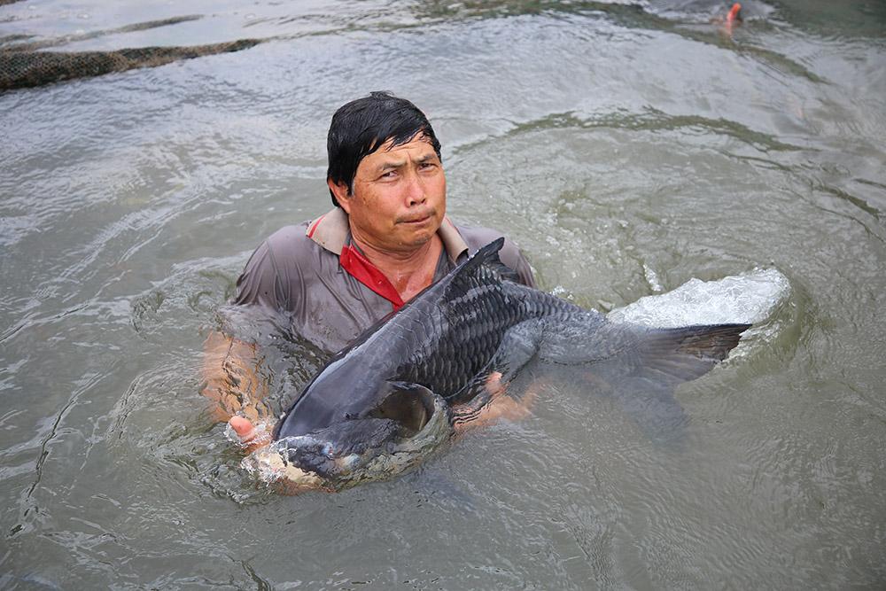 Chăm đàn ‘thủy quái’ sông Mê Kông: Gia sản tiền tỷ của lão nông Cần Thơ - Ảnh 5.