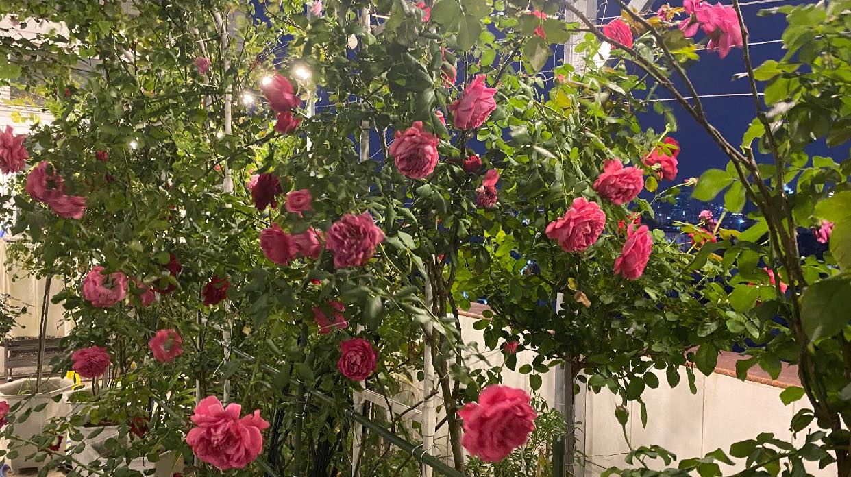 Nhà đẹp của sao: Khánh Thi và chồng kém 12 tuổi gây &quot;choáng&quot; vì sở hữu vườn hồng &quot;khủng&quot; đẹp như cổ tích - Ảnh 6.