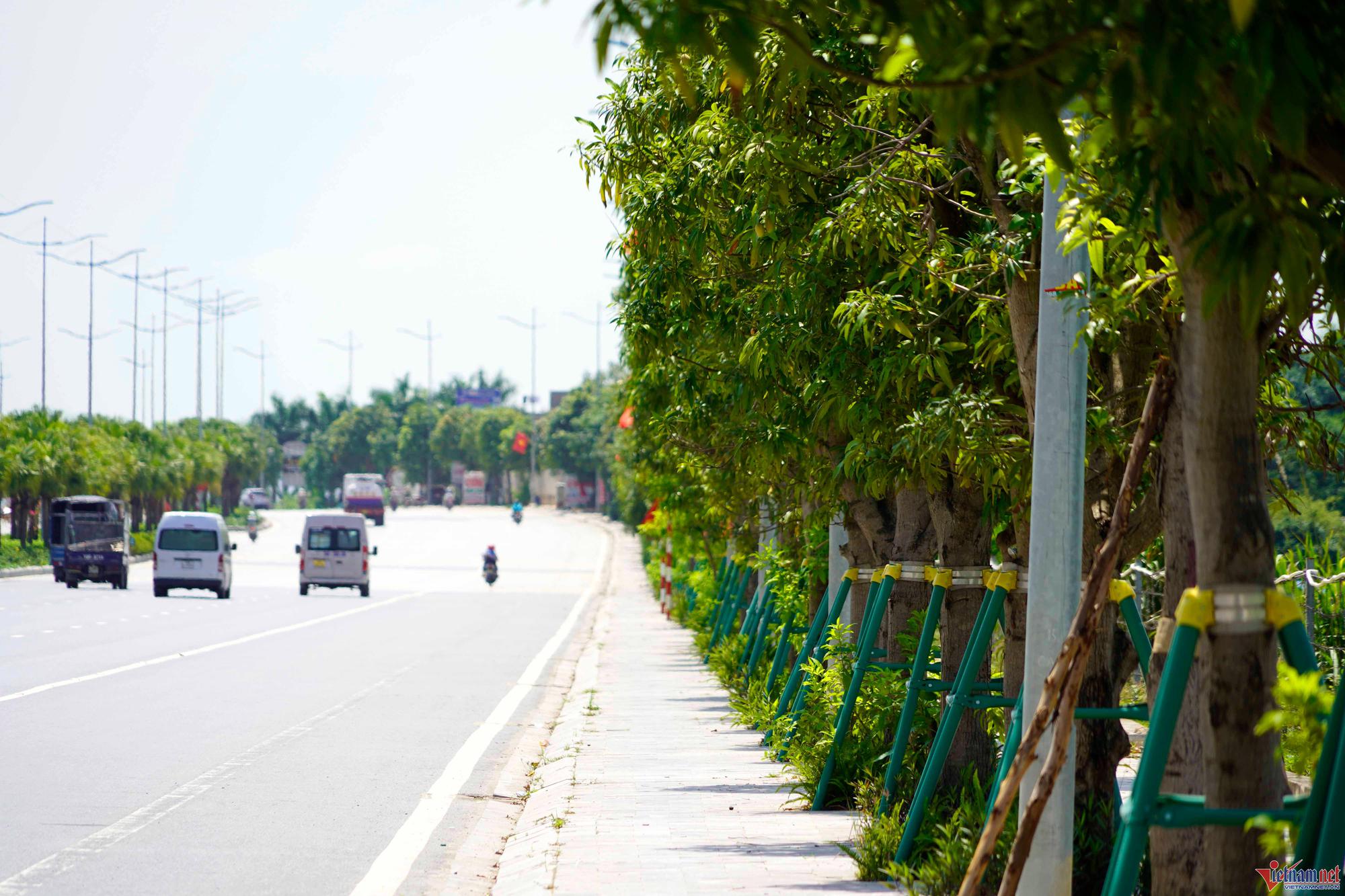 Nghìn cây xoài trĩu quả bên đường 10 làn xe ở Hạ Long, người dân vô tư hái - Ảnh 5.