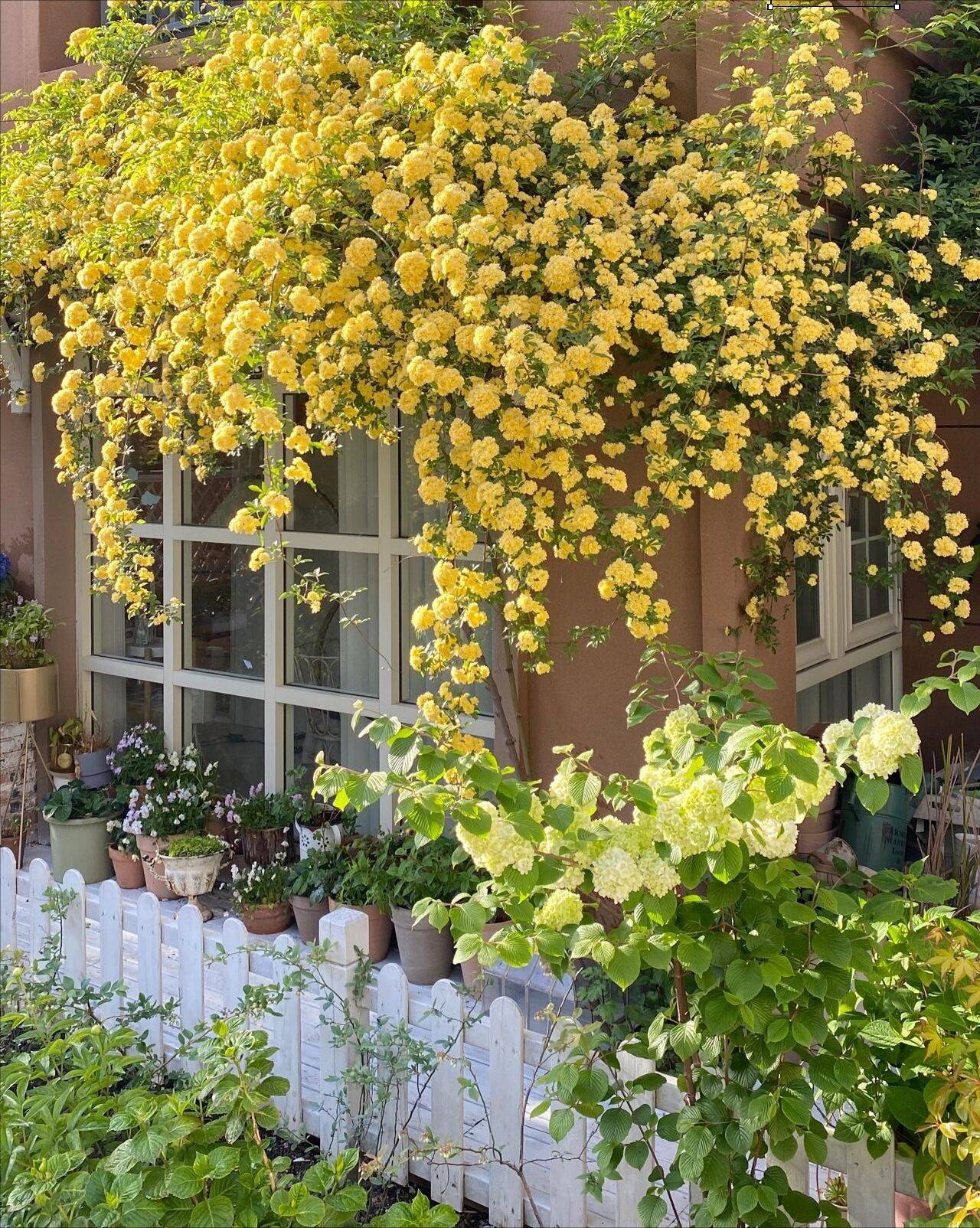 Ngẩn ngơ trước khu vườn nhà 60m² đẹp như tranh vẽ, thác hoa phủ vàng ruộm cả một góc - Ảnh 10.