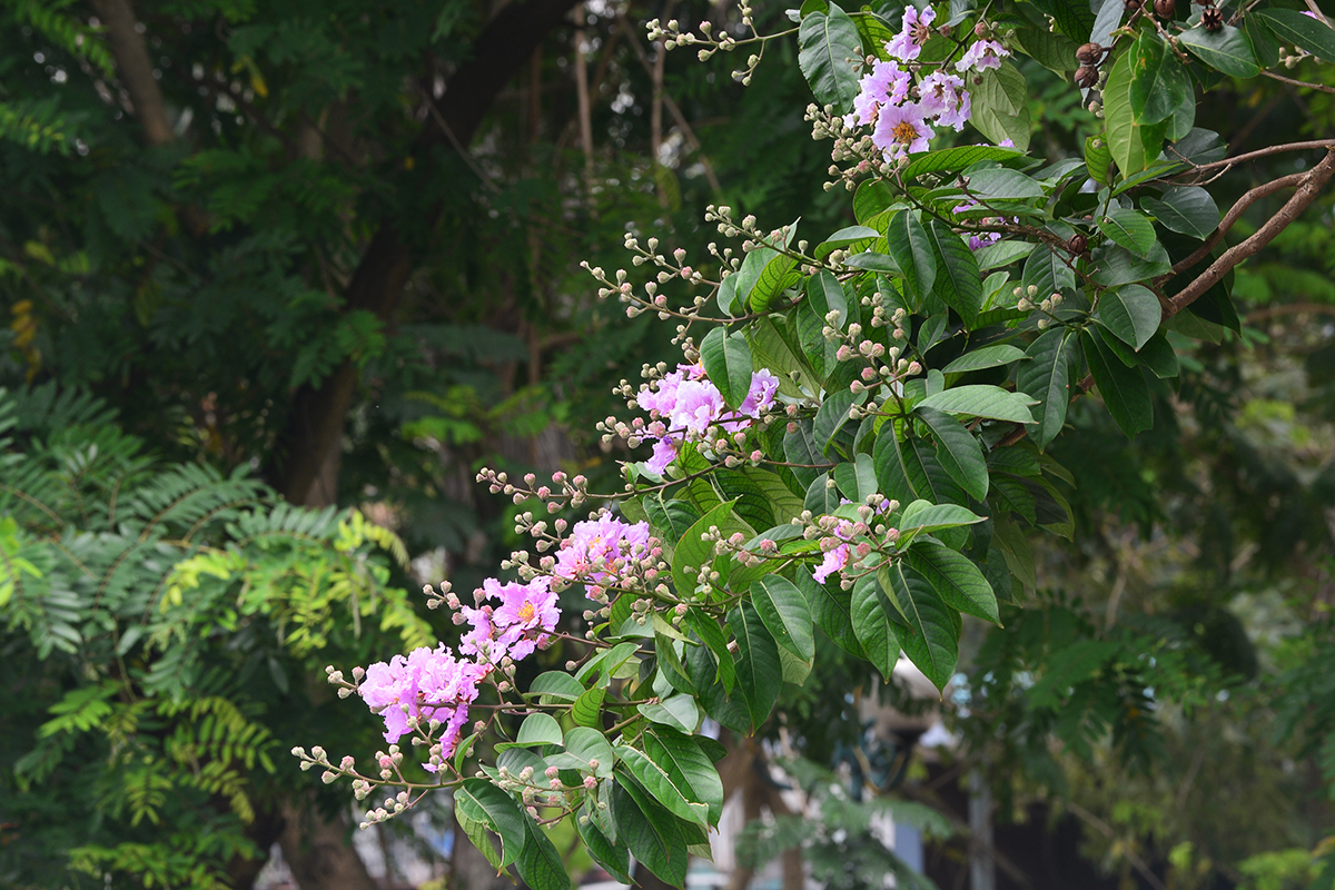 Ngắm con đường rực rỡ sắc tím hoa bằng lăng bên công viên Hòa Bình - Ảnh 3.