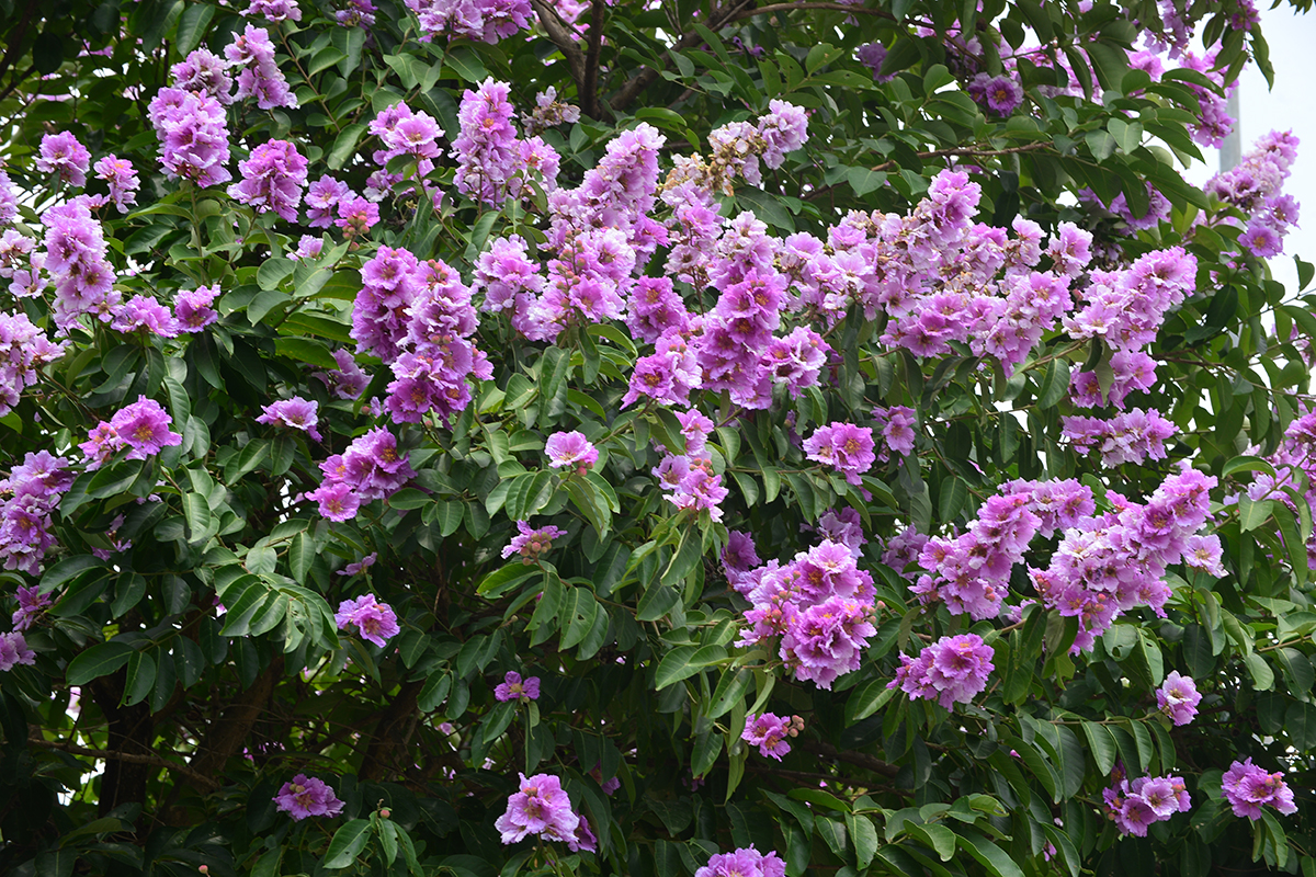 Ngắm con đường rực rỡ sắc tím hoa bằng lăng bên công viên Hòa Bình - Ảnh 7.