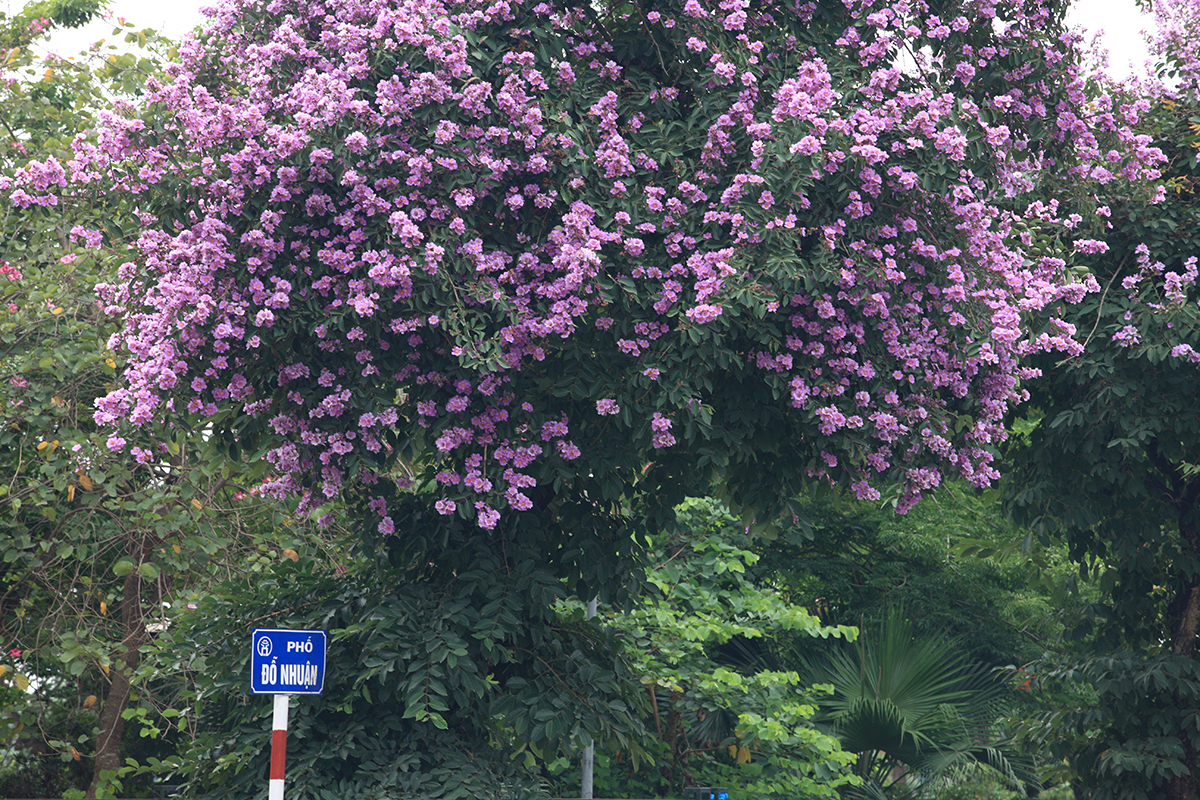 Ngắm con đường rực rỡ sắc tím hoa bằng lăng bên công viên Hòa Bình - Ảnh 1.