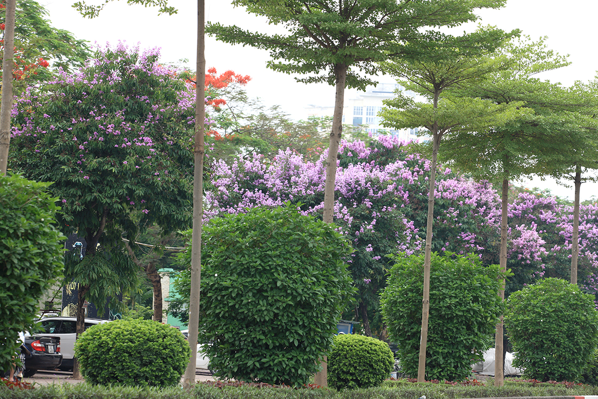 Ngắm con đường rực rỡ sắc tím hoa bằng lăng bên công viên Hòa Bình - Ảnh 9.